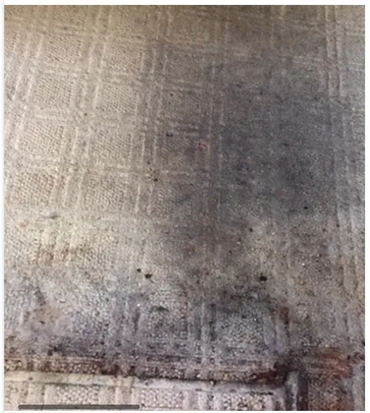 amazing carpet cleaning results photo24