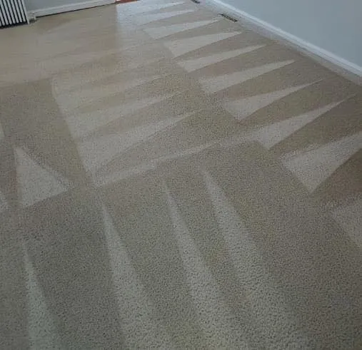 amazing carpet cleaning results photo37